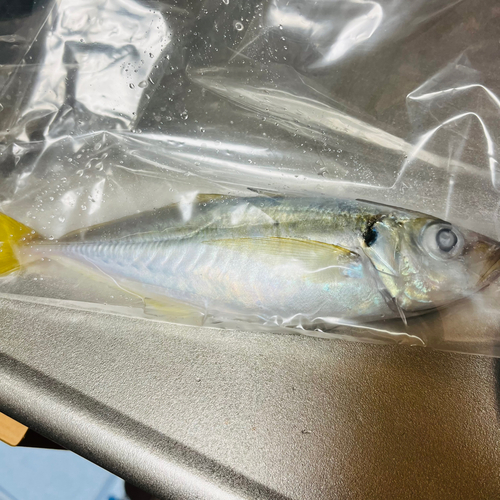 マアジの釣果