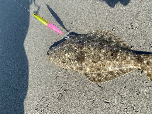 ソゲの釣果