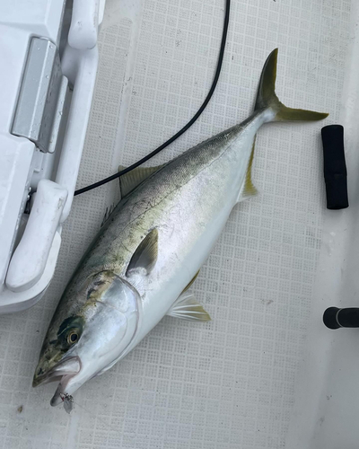 ハマチの釣果