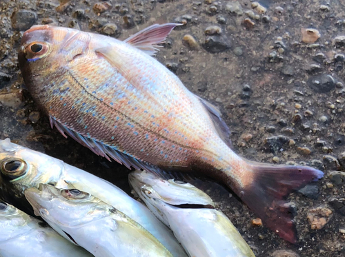 チャリコの釣果