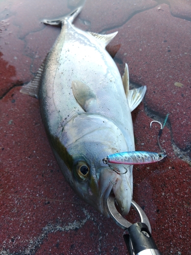 ショゴの釣果