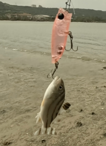 クワガナーの釣果