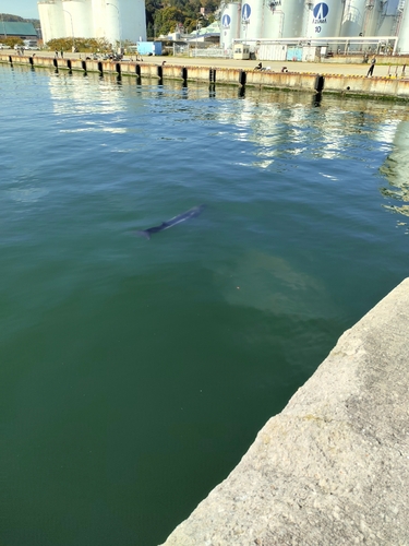 ハゼの釣果