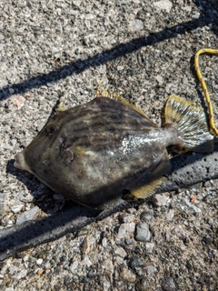 カワハギの釣果