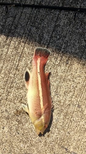 コブダイの釣果