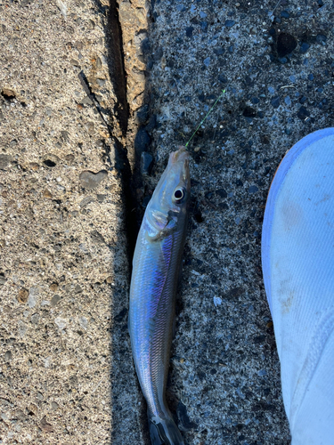 キスの釣果