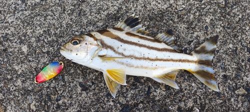 コトヒキの釣果