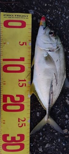 ギンガメアジの釣果