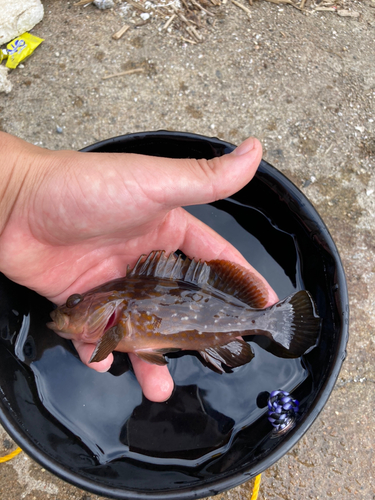 アコウの釣果