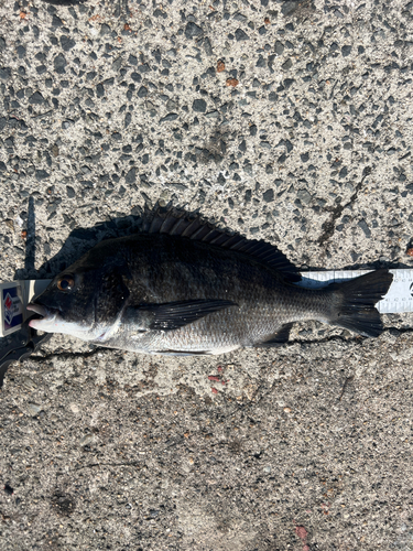 クロダイの釣果