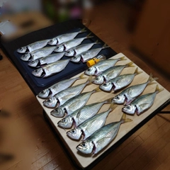 マアジの釣果