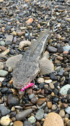 マゴチの釣果