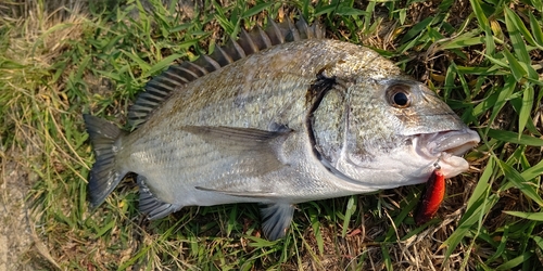 ミナミクロダイの釣果