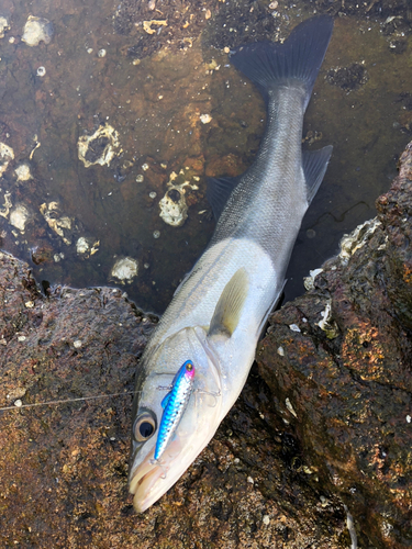 スズキの釣果