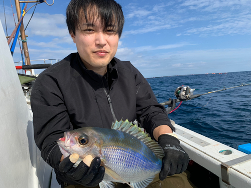 アオダイの釣果