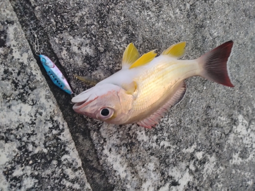 オキフエダイの釣果