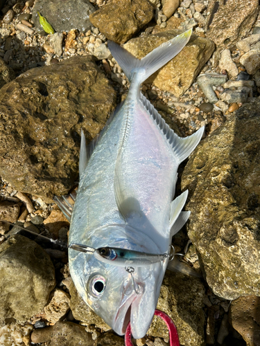 ガーラの釣果