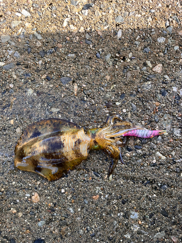 アオリイカの釣果