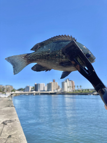 メジナの釣果