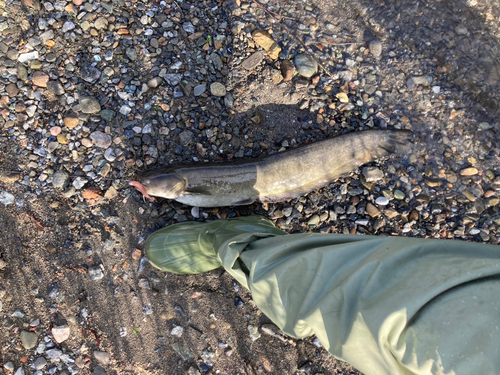 ナマズの釣果