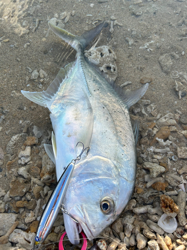 ガーラの釣果