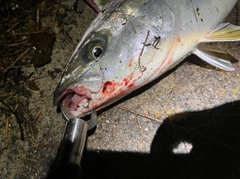 イナダの釣果