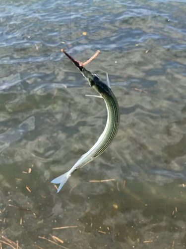 サヨリの釣果