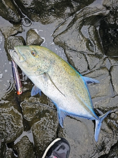 カスミアジの釣果