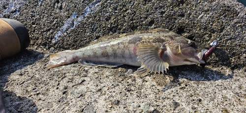 アブラコの釣果