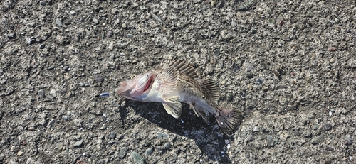 クロソイの釣果