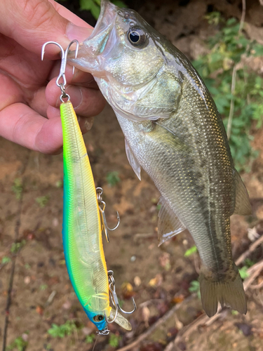 ラージマウスバスの釣果