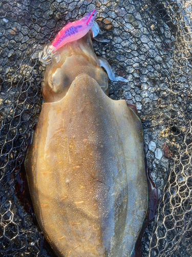 モンゴウイカの釣果