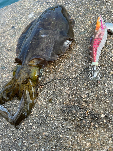 アオリイカの釣果