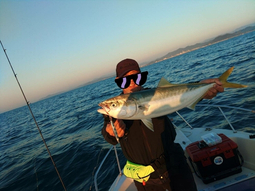 ハマチの釣果