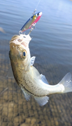 タイリクスズキの釣果