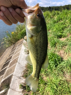 ブラックバスの釣果