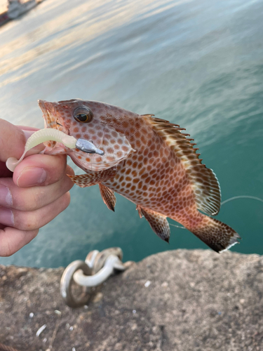 オオモンハタの釣果