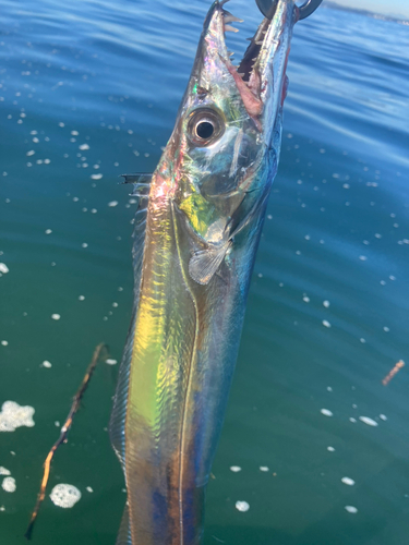 タチウオの釣果