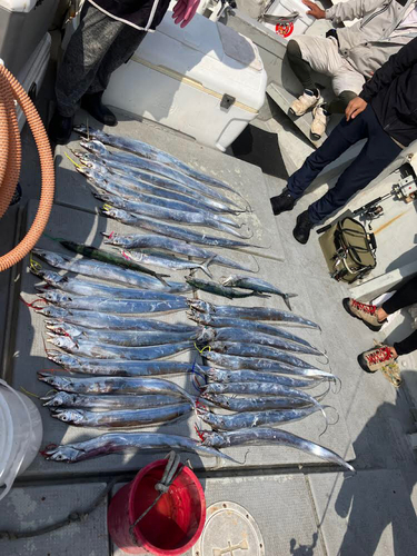 タチウオの釣果