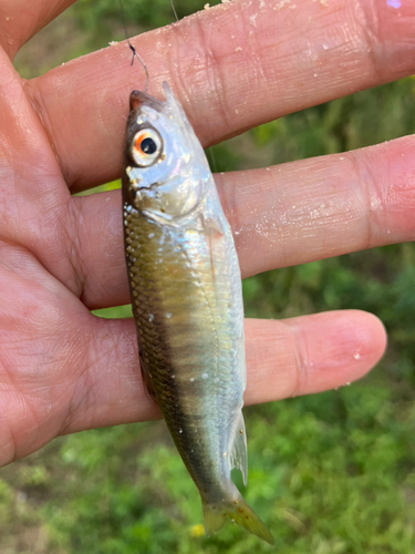 オイカワの釣果