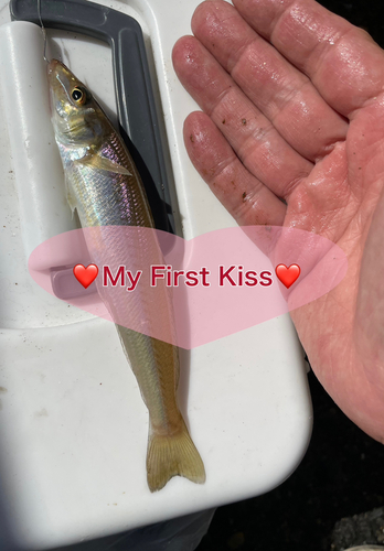 キスの釣果