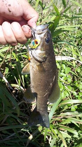 スモールマウスバスの釣果