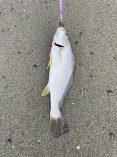 イシモチの釣果