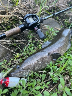 ライギョの釣果