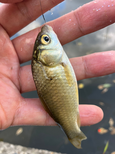 マブナの釣果