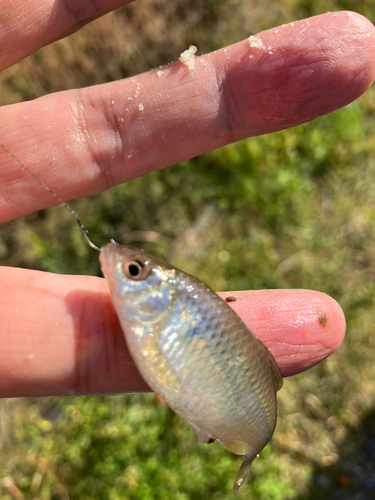 ヤリタナゴの釣果