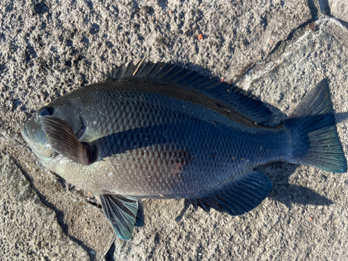 クチブトグレの釣果