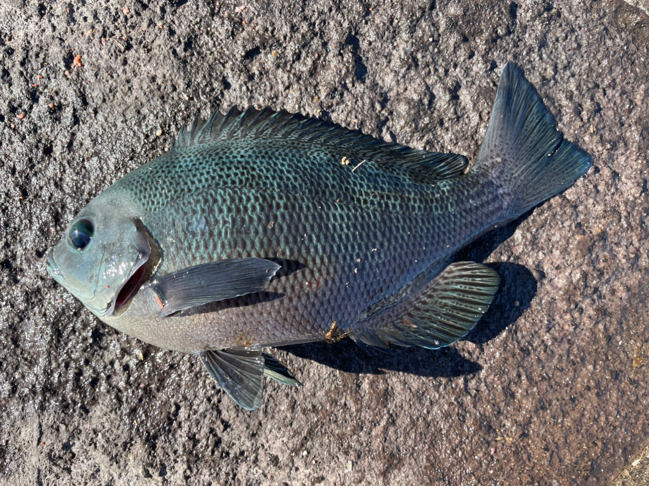 クチブトグレ