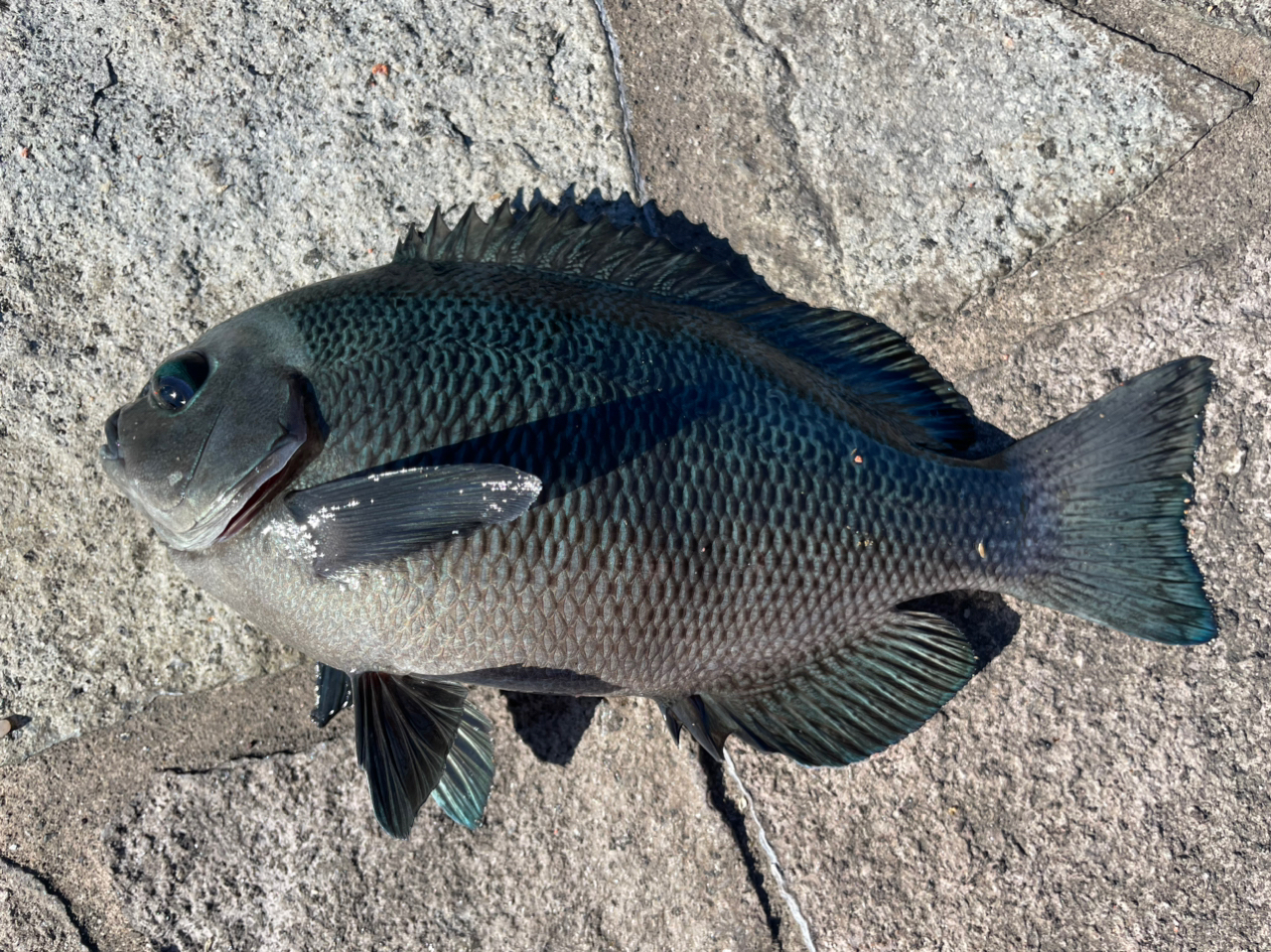 クチブトグレ