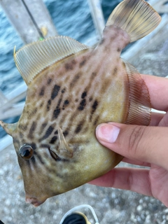 カワハギの釣果